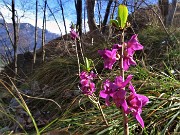 22 Daphne mezereum (Mezereo)